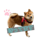 柴犬ひまり①（個別スタンプ：5）