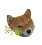 柴犬ひまり①（個別スタンプ：6）