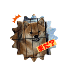 柴犬ひまり①（個別スタンプ：7）