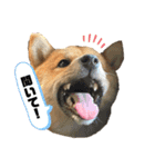 柴犬ひまり①（個別スタンプ：8）