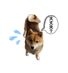 柴犬ひまり①（個別スタンプ：9）