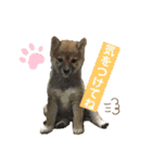 柴犬ひまり①（個別スタンプ：10）