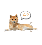 柴犬ひまり①（個別スタンプ：11）