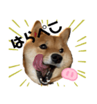 柴犬ひまり①（個別スタンプ：12）