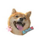 柴犬ひまり①（個別スタンプ：13）