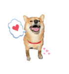 柴犬ひまり①（個別スタンプ：14）