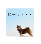 柴犬ひまり①（個別スタンプ：15）