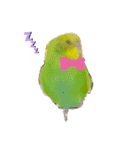 うちのインコ達（OI）追加（個別スタンプ：2）