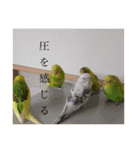 うちのインコ達（OI）追加（個別スタンプ：3）