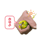 うちのインコ達（OI）追加（個別スタンプ：4）