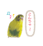 うちのインコ達（OI）追加（個別スタンプ：5）