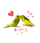 うちのインコ達（OI）追加（個別スタンプ：6）