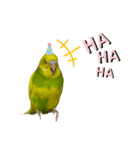 うちのインコ達（OI）追加（個別スタンプ：8）