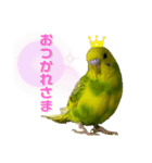 うちのインコ達（OI）追加（個別スタンプ：9）