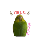 うちのインコ達（OI）追加（個別スタンプ：10）