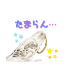 うちのインコ達（OI）追加（個別スタンプ：11）