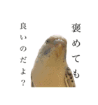 うちのインコ達（OI）追加（個別スタンプ：12）
