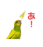 うちのインコ達（OI）追加（個別スタンプ：13）
