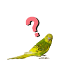 うちのインコ達（OI）追加（個別スタンプ：14）