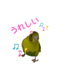 うちのインコ達（OI）追加（個別スタンプ：15）