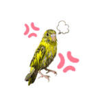 うちのインコ達（OI）追加（個別スタンプ：16）