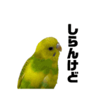 うちのインコ達（OI）追加（個別スタンプ：17）