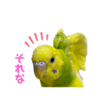 うちのインコ達（OI）追加（個別スタンプ：20）