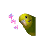 うちのインコ達（OI）追加（個別スタンプ：21）