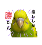 うちのインコ達（OI）追加（個別スタンプ：22）