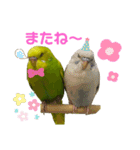 うちのインコ達（OI）追加（個別スタンプ：23）