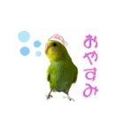 うちのインコ達（OI）追加（個別スタンプ：24）