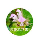 Field Flowers 3（個別スタンプ：1）