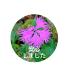 Field Flowers 3（個別スタンプ：6）