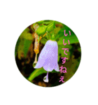 Field Flowers 3（個別スタンプ：10）