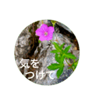 Field Flowers 3（個別スタンプ：16）