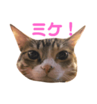 ミケトラスタンプ（個別スタンプ：1）