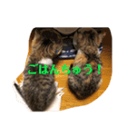 ミケトラスタンプ（個別スタンプ：3）