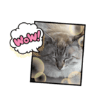 猫スタンプ1(8個)（個別スタンプ：2）