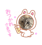 猫スタンプ1(8個)（個別スタンプ：4）