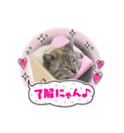 猫スタンプ1(8個)（個別スタンプ：6）
