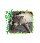 猫スタンプ1(8個)（個別スタンプ：7）