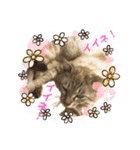 猫スタンプ1(8個)（個別スタンプ：8）