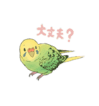 セキセイインコたち。（個別スタンプ：11）