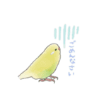 セキセイインコたち。（個別スタンプ：14）