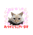 笹かまブラザーズ（個別スタンプ：3）