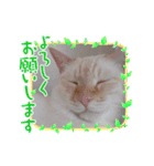 笹かまブラザーズ（個別スタンプ：9）