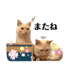 笹かまブラザーズ（個別スタンプ：12）