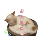 笹かまブラザーズ（個別スタンプ：13）