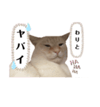 笹かまブラザーズ（個別スタンプ：14）