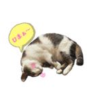 みーちゃんとおばちゃん（個別スタンプ：3）